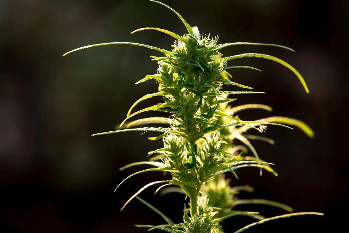 Estudo aponta que medicamento à base de THC reduz sintomas de estresse pós-traumático