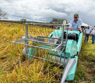 Produção de arroz cresce no Baixo São Francisco com apoio técnico