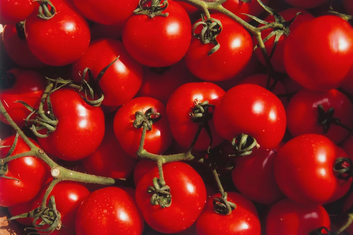 Estudo aponta que substância do tomate protege o cérebro contra Parkinson