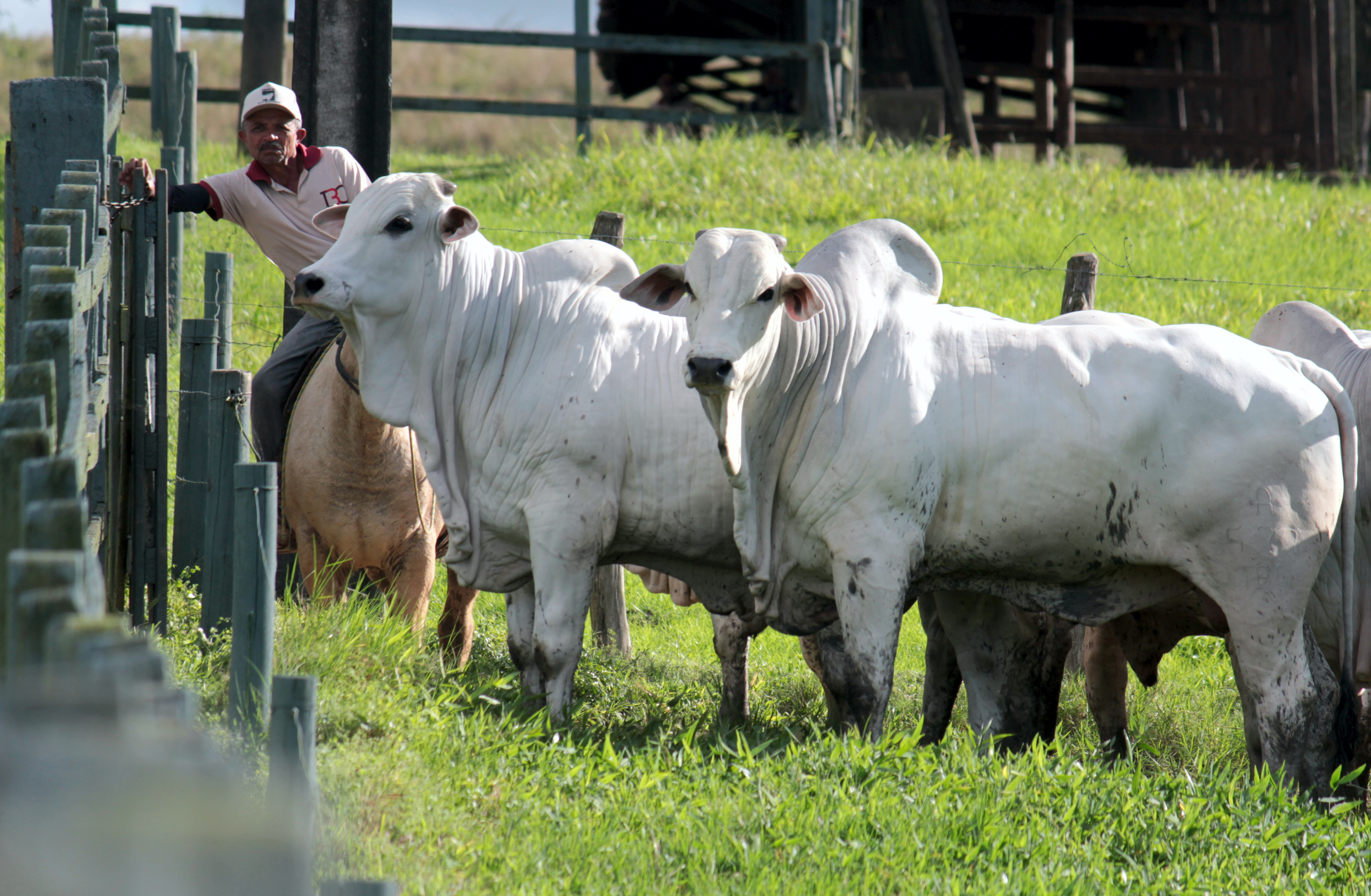 Expoagro recebe 25º Leilão IBC com 71 animais Nelore