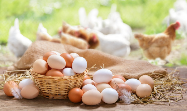 Proteínas animais encerram julho com cenários distintos no mercado brasileiro