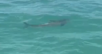 [VÍDEO] Tubarão é avistado em Maragogi e surpreende banhistas