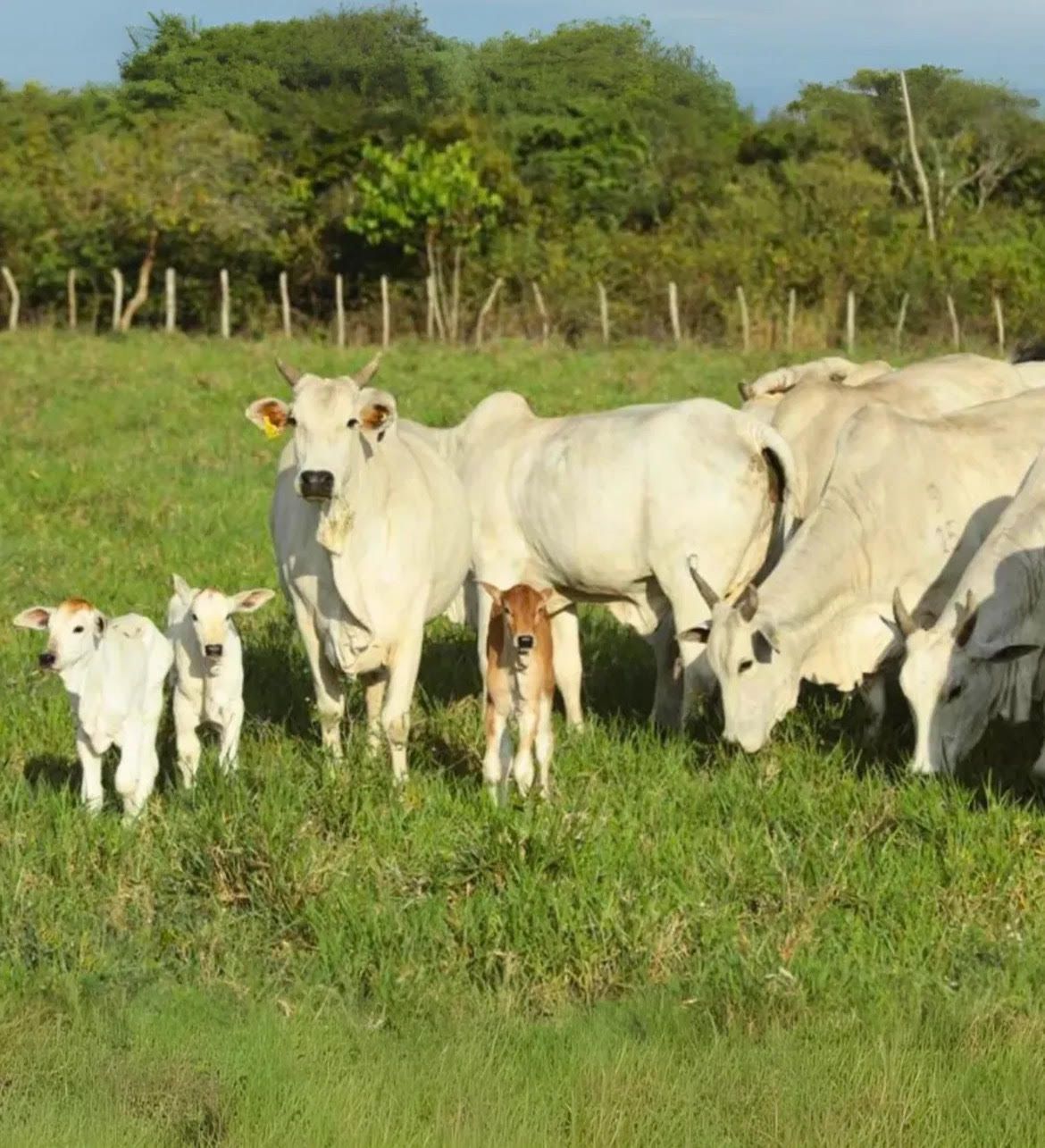 Precocidade e habilidade materna definem o time de fêmeas do Leilão Santa Nazaré e Varrela