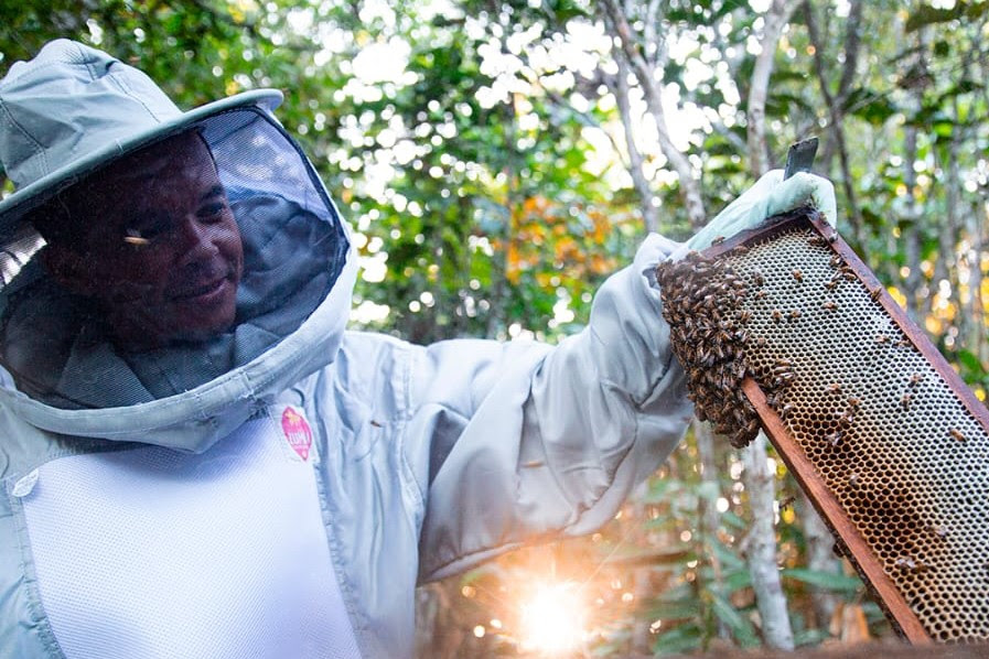 Setor de apicultura em Alagoas cresce com investimento do BNB