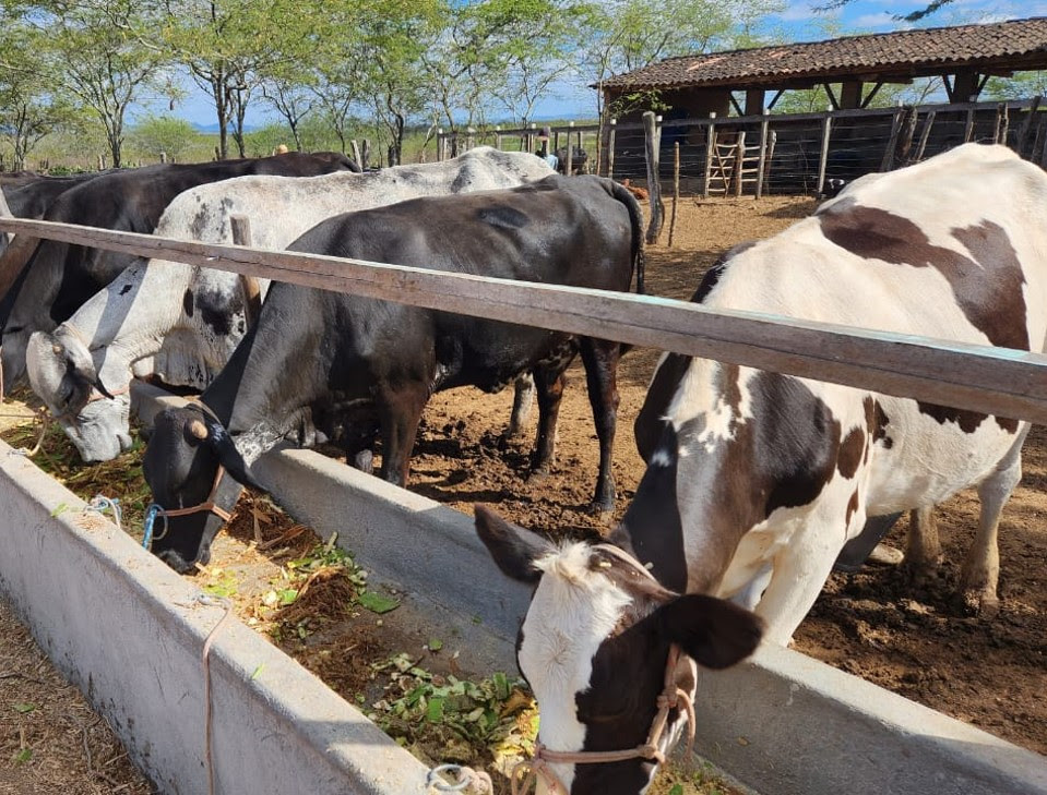 Setor rural alagoano movimentou R$ 883 milhões com Banco do Nordeste, até setembro