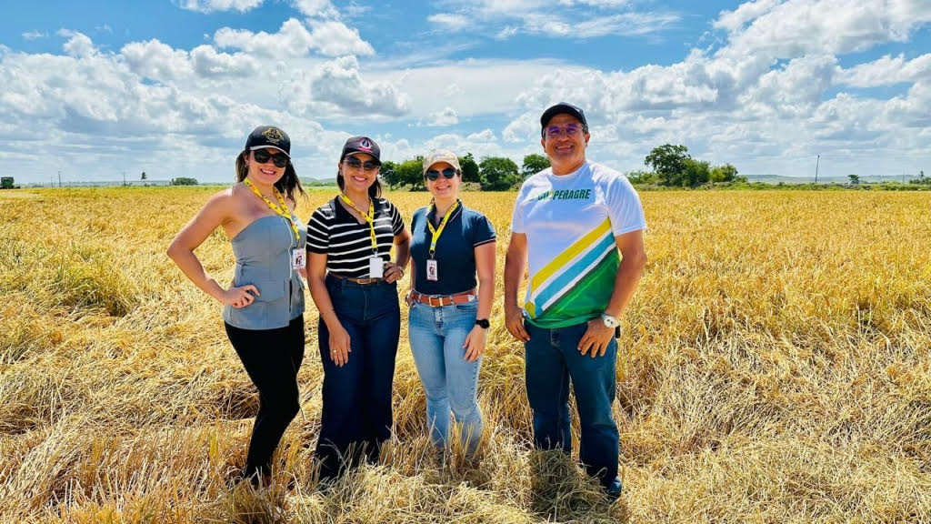 Cooperativa transforma a rizicultura familiar no Baixo São Francisco
