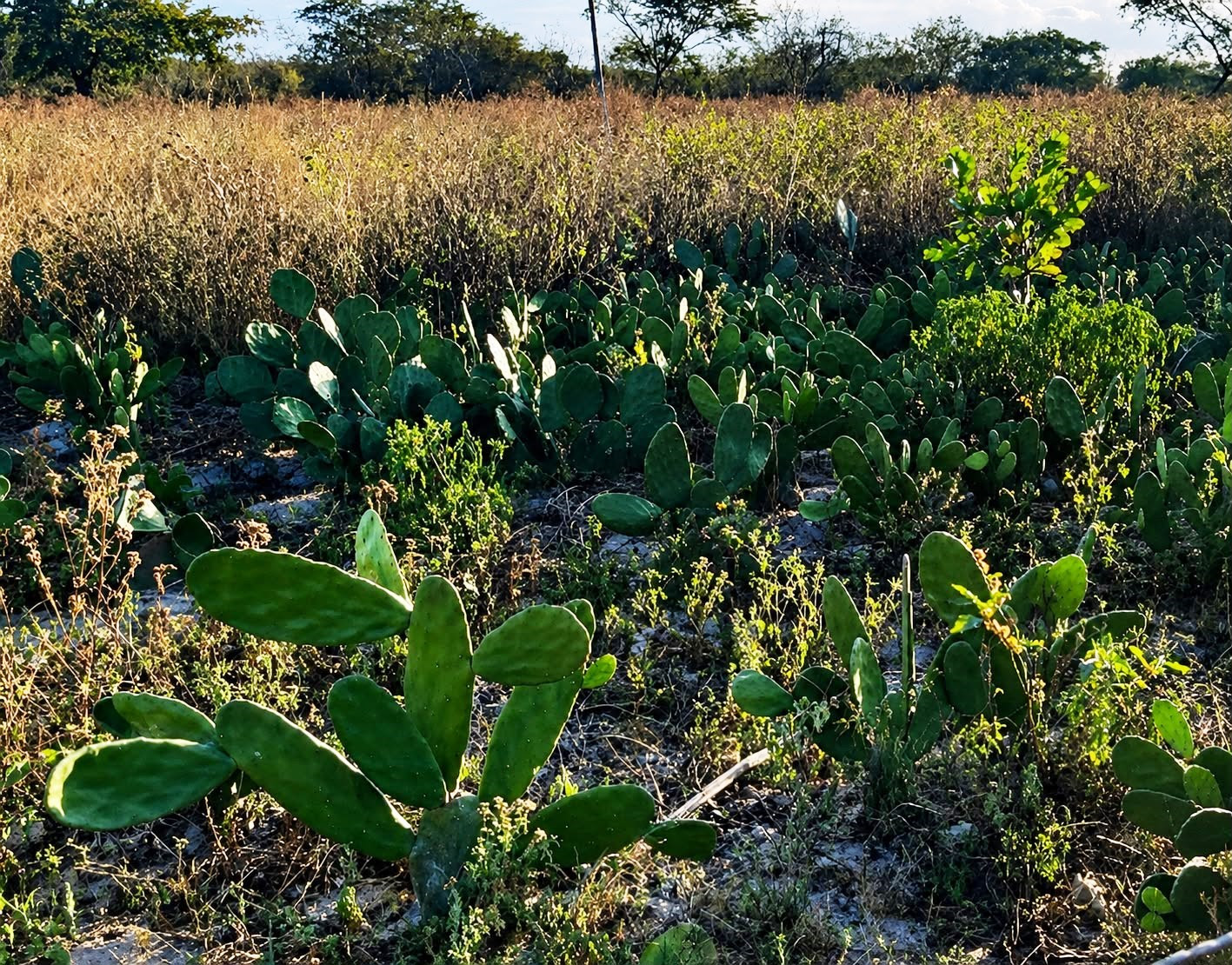 Caatinga em AL: Edital destina R$ 55 milhões para projetos de recuperação