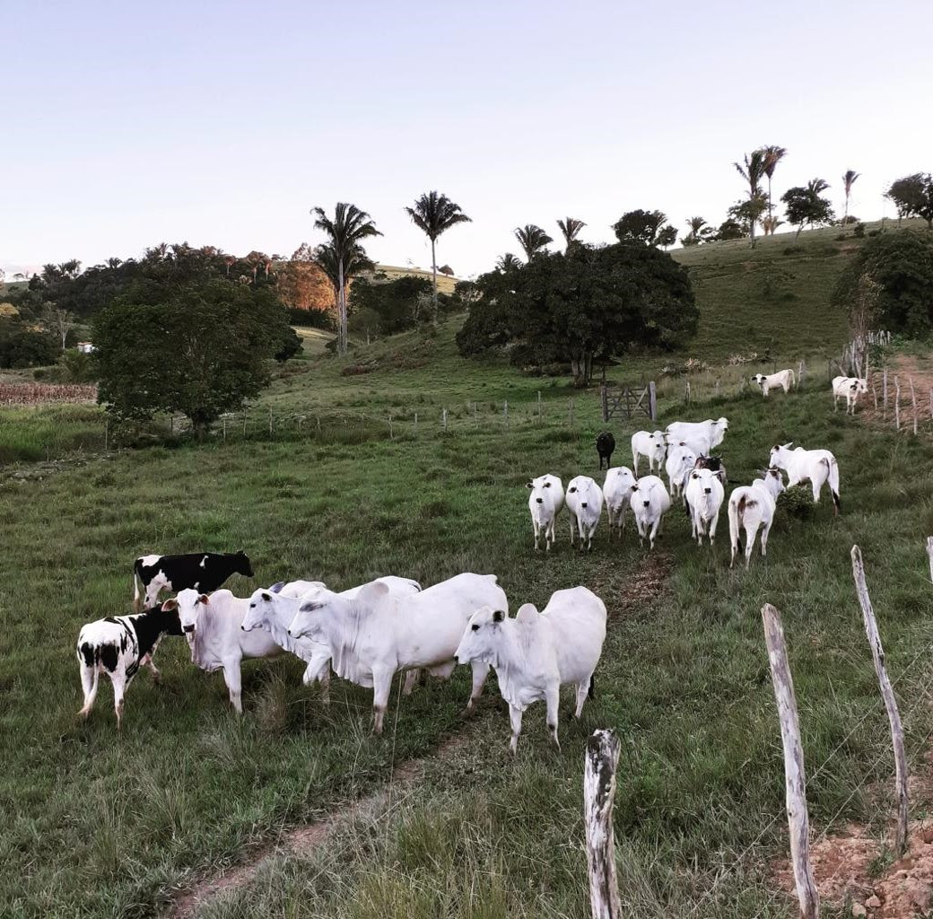 Crédito para pecuária familiar cresce mais de 200% em Alagoas