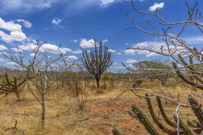 BNDES, BNB e Ministério do Meio Ambiente abrem novo ciclo de edital para apoio à recuperação da Caatinga
