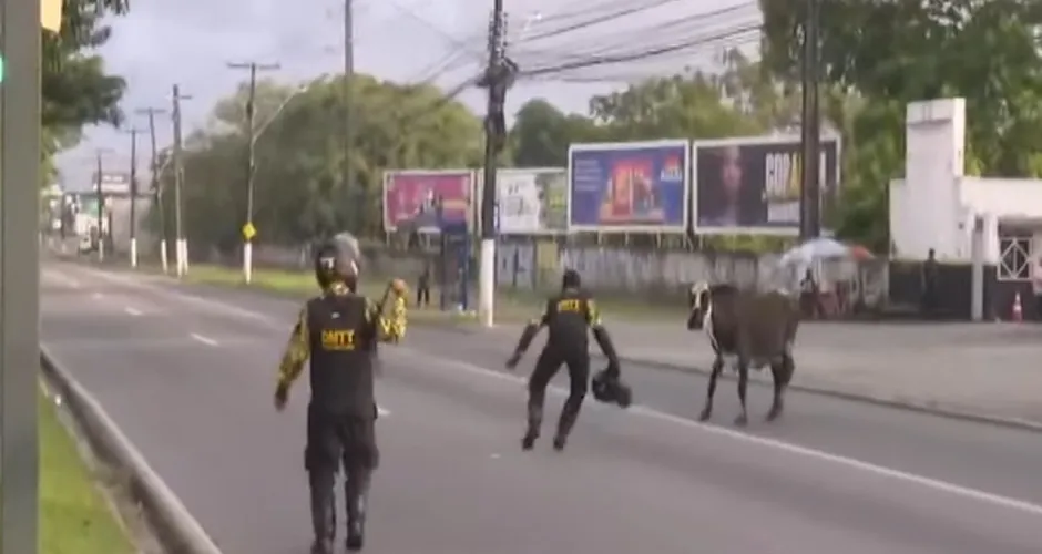 Vaca sente medo e começa a transitar na Av. Durval de Góes Monteiro