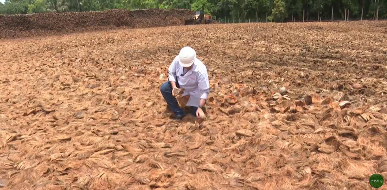 Vídeo do Alagoas Rural sobre uso da fibra de coco ganha destaque no Instagram