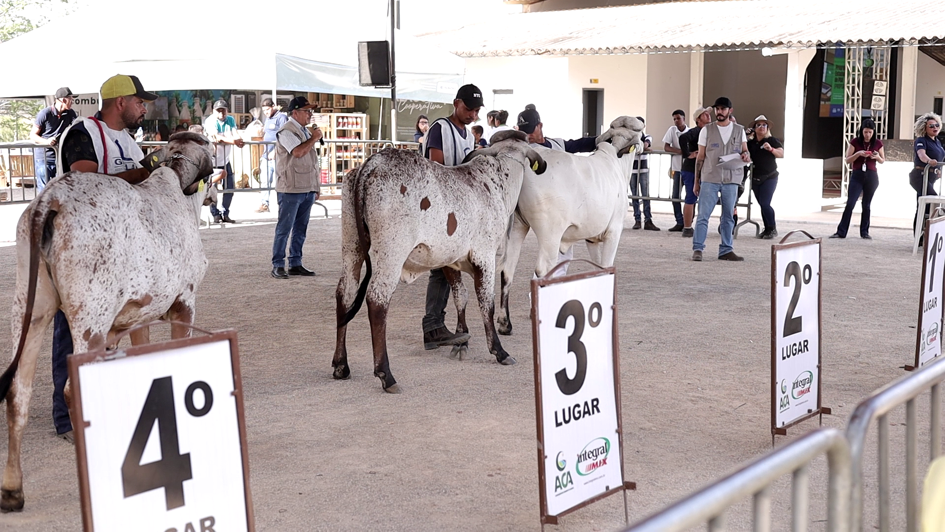 Expo Bacia Leiteira 2025: julgamento de animais destaca superioridade genética dos rebanhos da Bacia Leiteira Alagoana