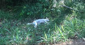 Fio de alta tensão caído pode ser causa da morte de dois cachorros em Guaxuma