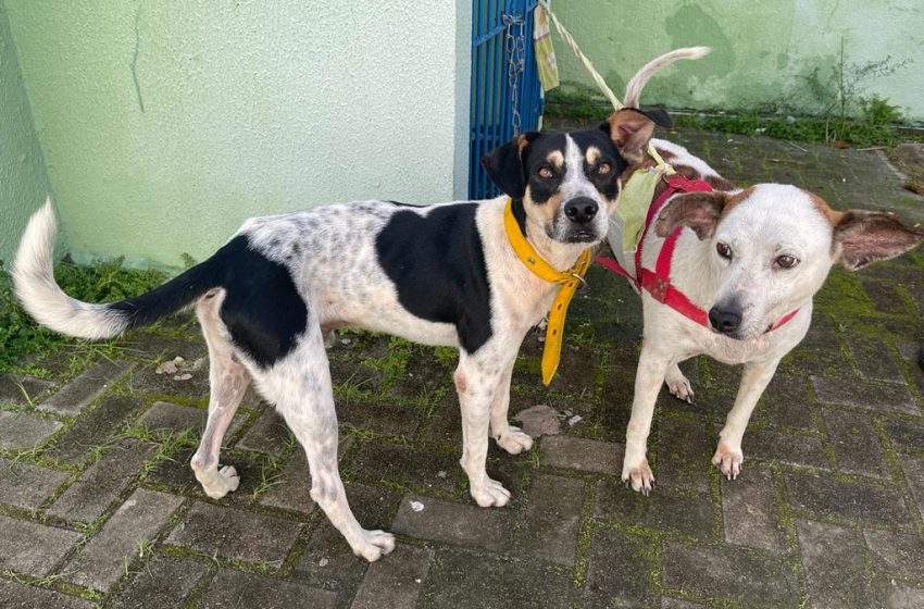 Gabinete da Causa Animal faz alerta sobre a incidência de casos de leptospirose