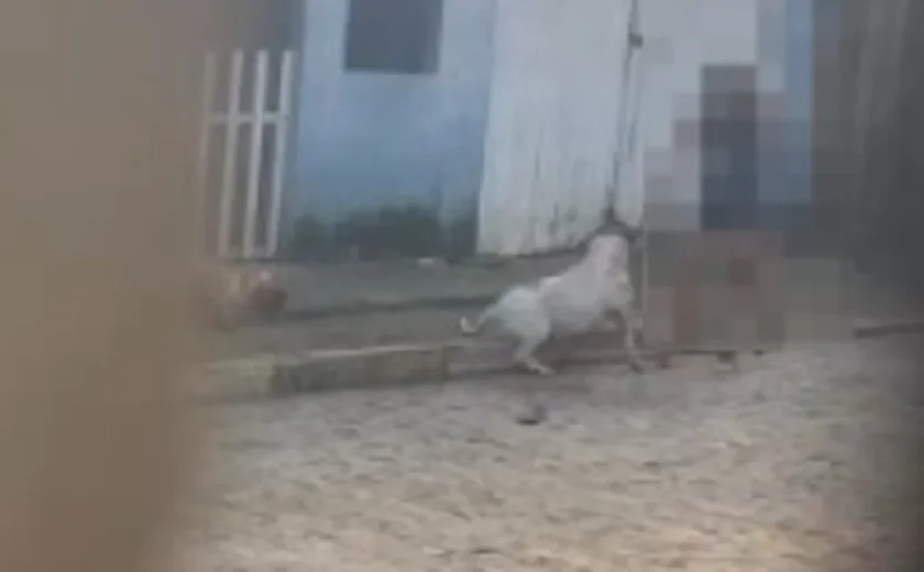 Pitbull mata cachorro em Arapiraca; moradora acusa tutora de negligência