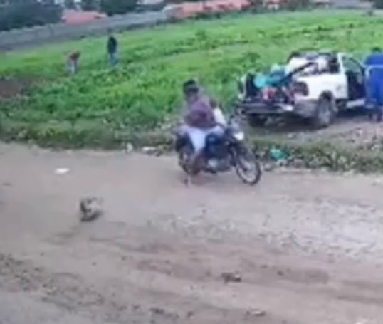 Homem é denunciado pelo MP-AL por agredir cadela com paulada em Delmiro Gouveia