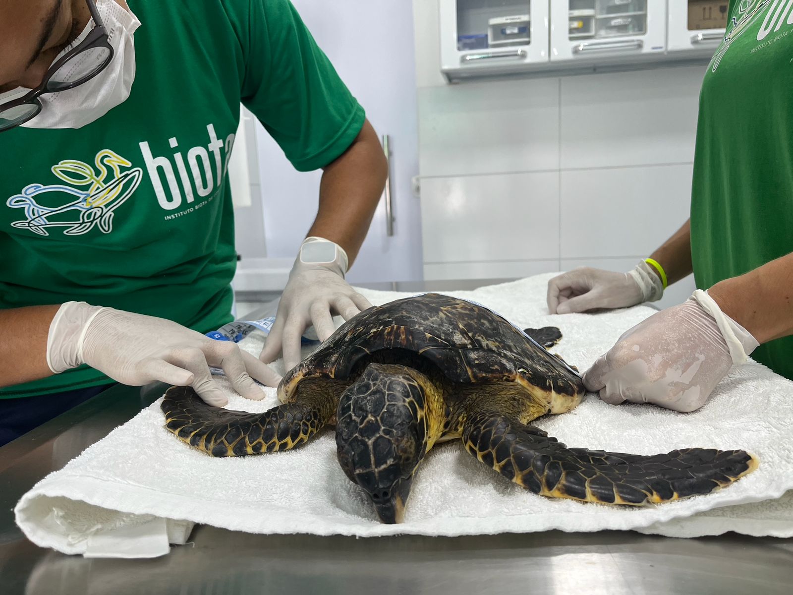 Tartaruga-de-pente é encontrada encalhada na Barra de São Miguel
