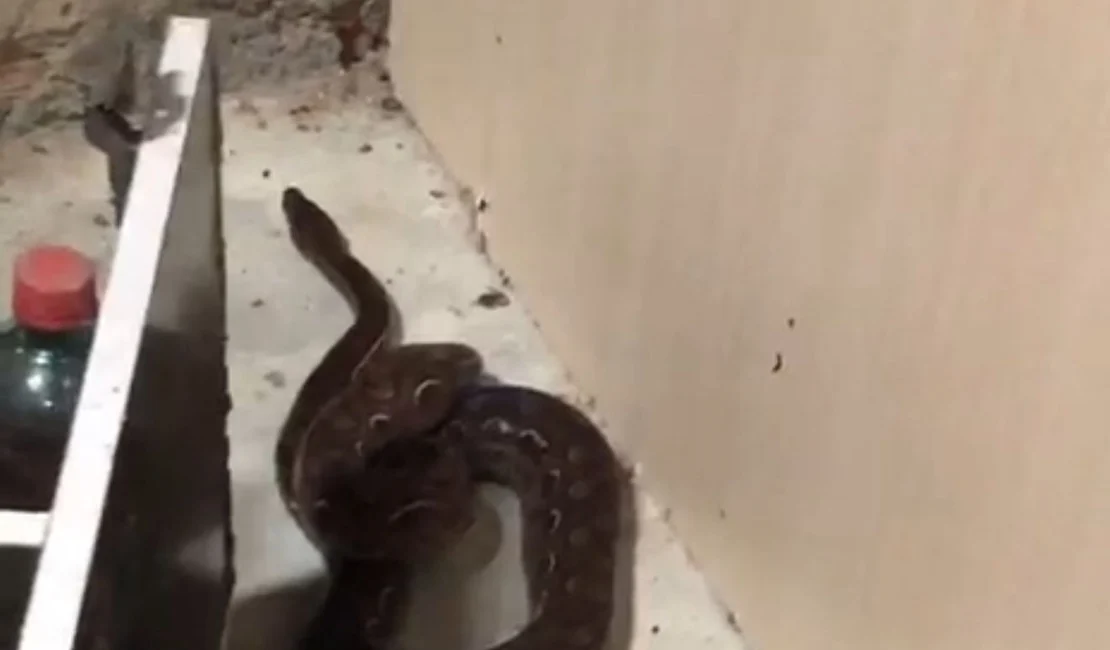 Gestante encontra cobra dentro do quarto em residência na zona rural de Penedo
