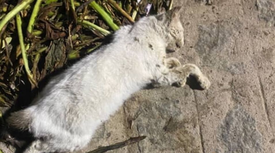 Moradores denunciam mortes de animais por envenenamento em loteamento no município de Craíbas