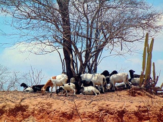 Alto Sertão é responsável por 30% da criação de cabras em Alagoas, segundo levantamento