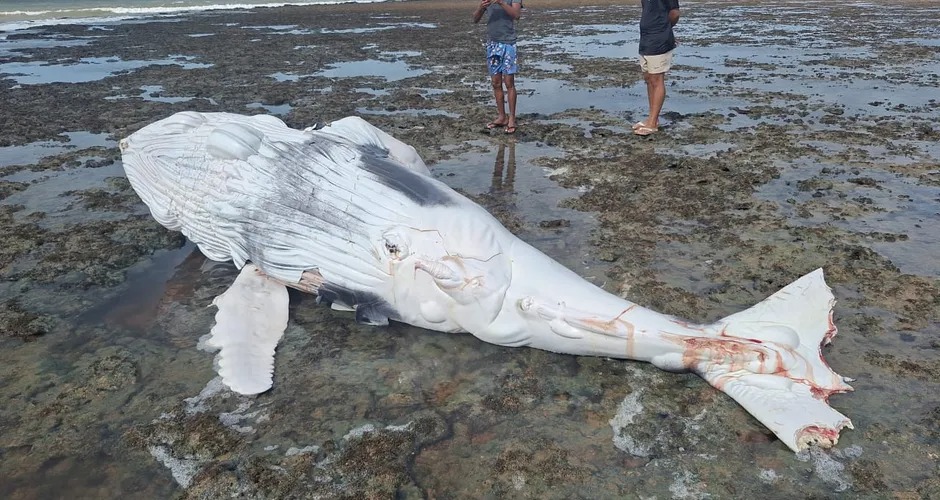 Filhote de baleia Jubarte é encontrado morto com marcas de tubarão no litoral de Alagoas