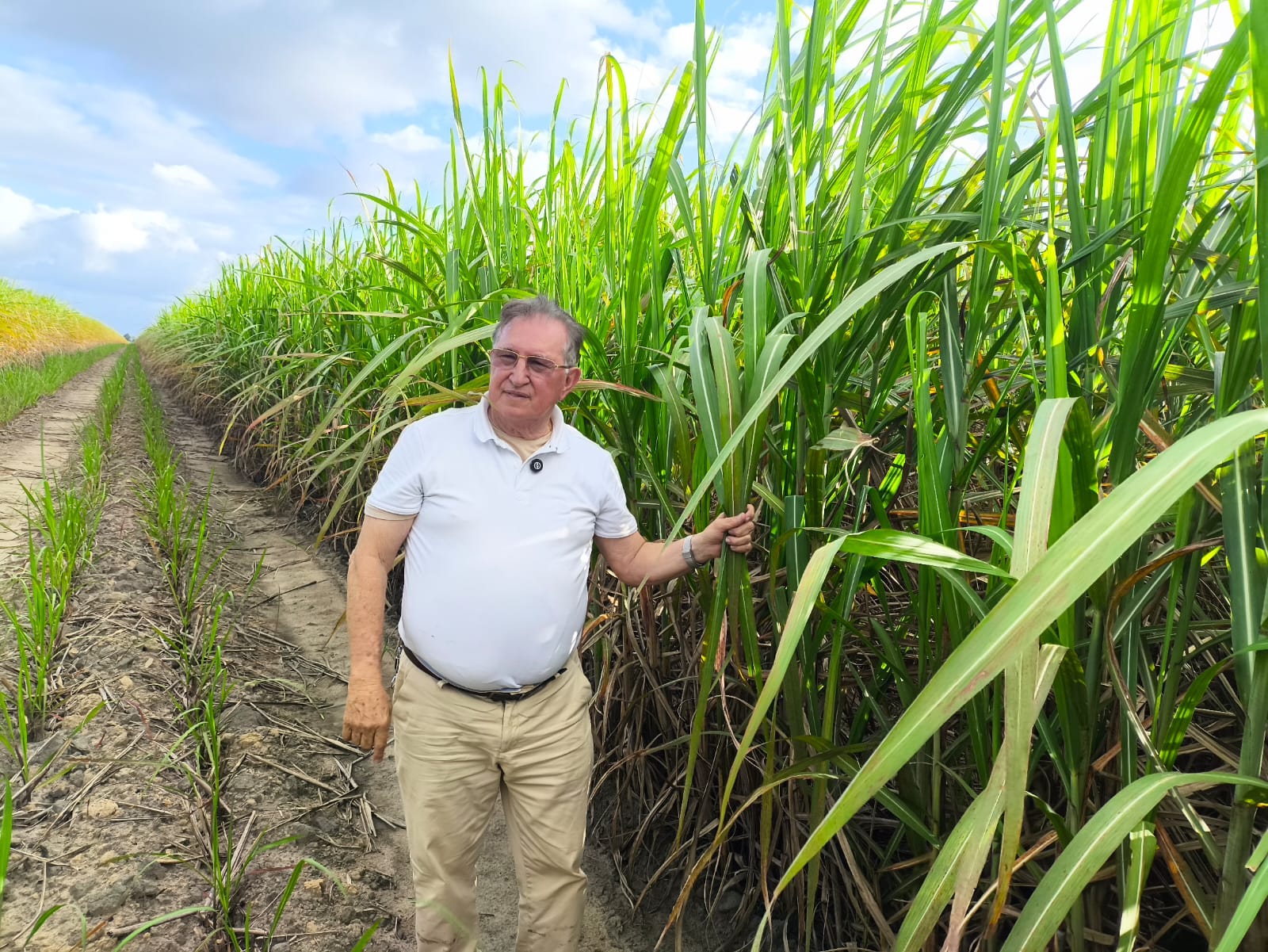 Fazenda Santo Antônio revoluciona o cultivo de cana com plantio direto em Alagoas