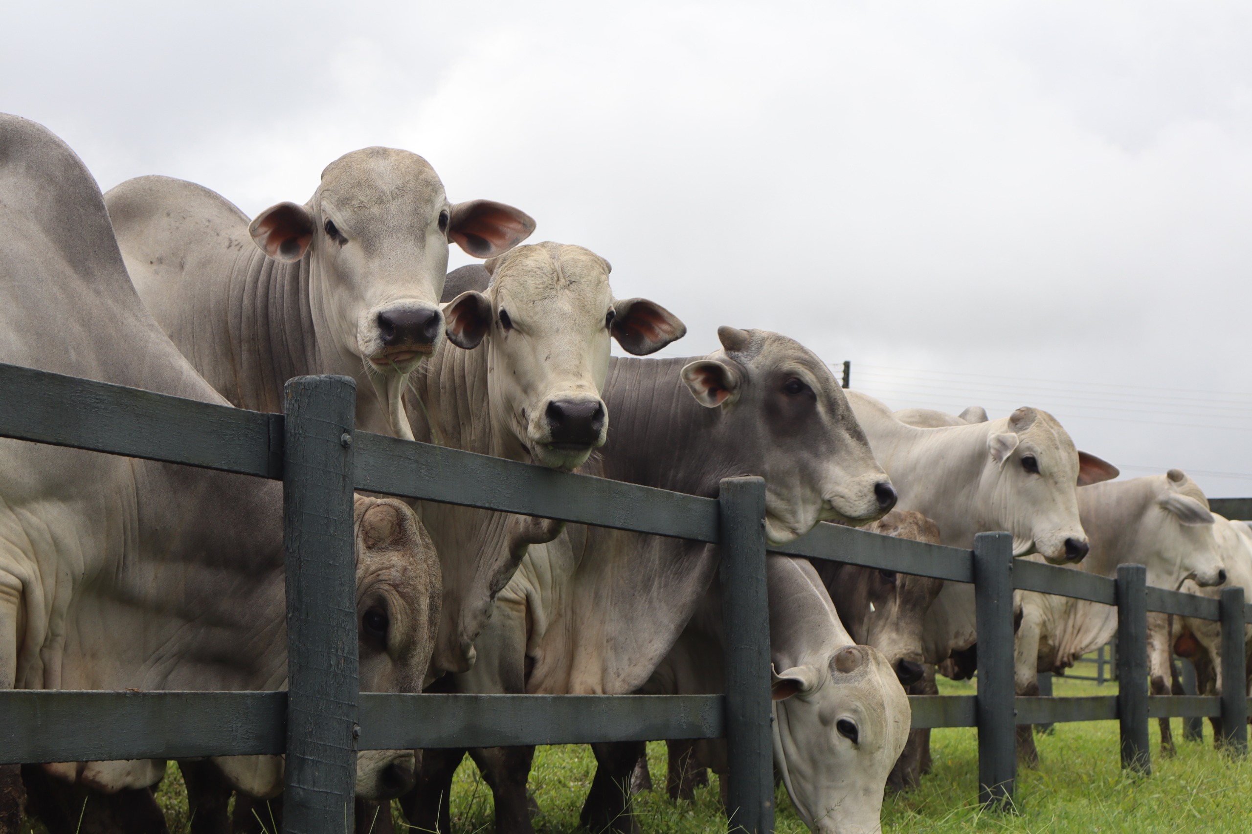 Agro Feira IBC 2025 oferta 60 touros e 15 novilhas Nelore PO dias 26 e 27 em Chã Preta-AL