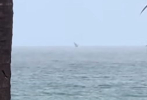 Vídeo: Baleia-jubarte dá “show” em praia de Maceió e surpreende banhistas