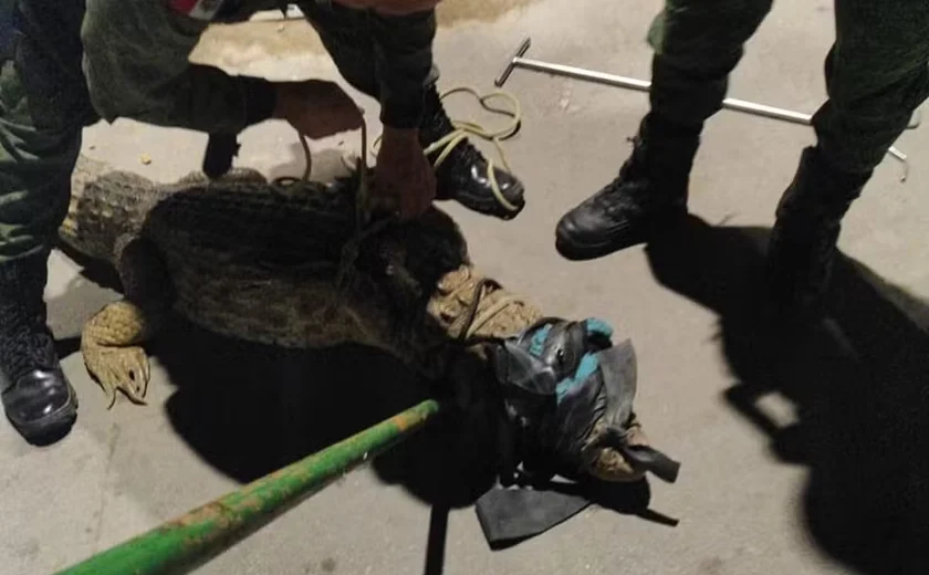 Populares encontram jacaré de grande porte circulando pelas ruas do Pontal da Barra, em Maceió