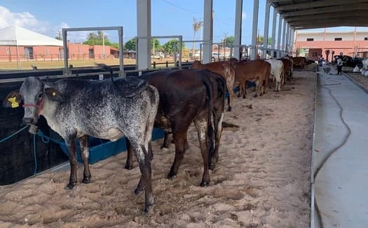 Expoagro-AL promete movimentar R$ 40 milhões e  reforçar  Alagoas como centro de negócios do agro