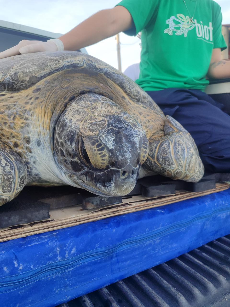 Tartaruga-verde resgatada em Alagoas é reabilitada e devolvida ao mar após meses de tratamento