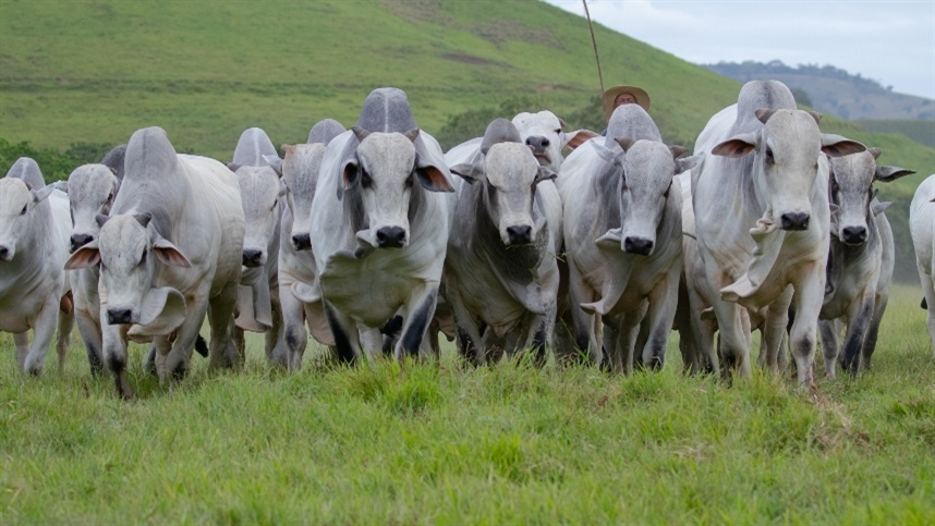 Leilão Nelore Positivo ofertará 500 animais durante a Expoagro Alagoas
