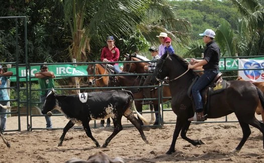 Expoagro 2025: prova de Ranch Sorting contará com categoria oficializada pela ABQM
