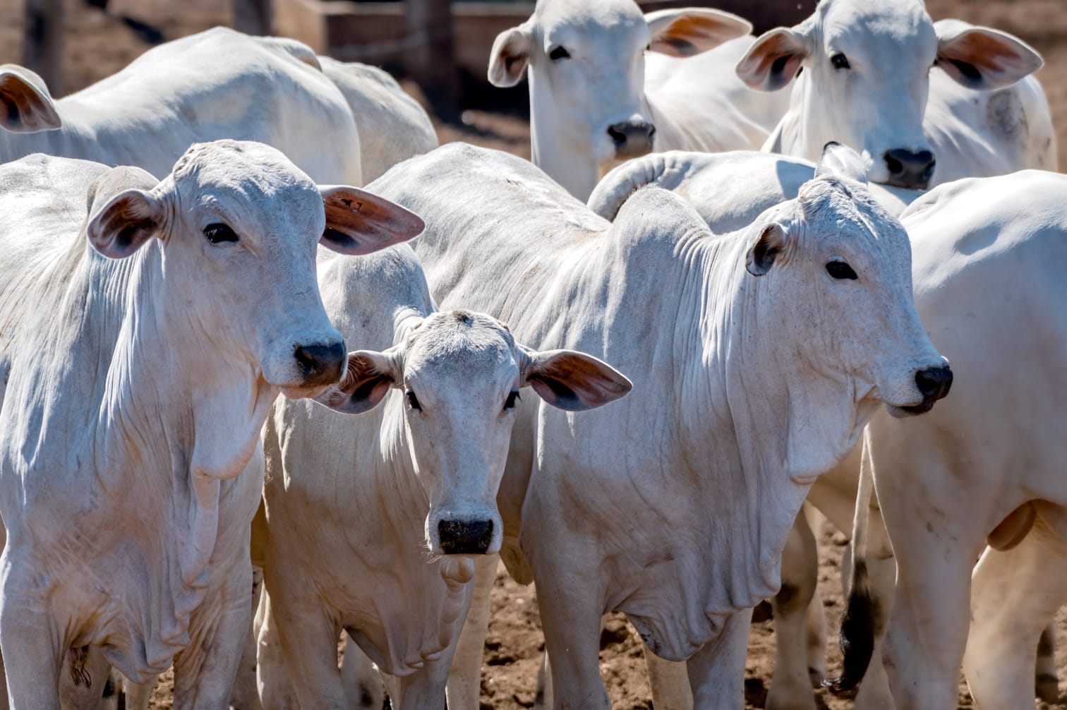 Leilão Capão de Angico Nordeste leva genética de ponta do Pantanal para a Expoagro