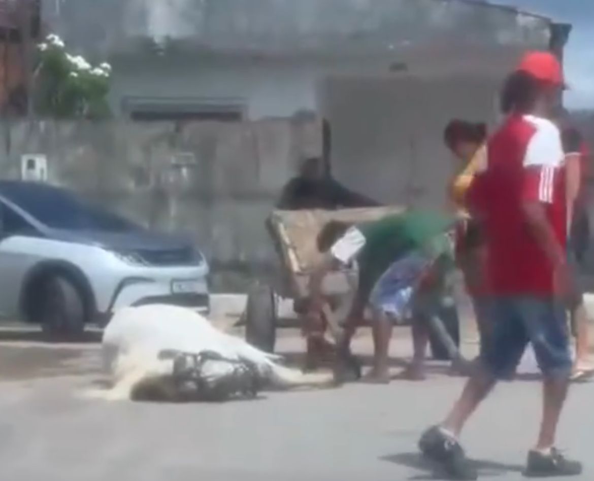 Imagens de maus-tratos a cavalo em Maceió viralizam e geram investigação
