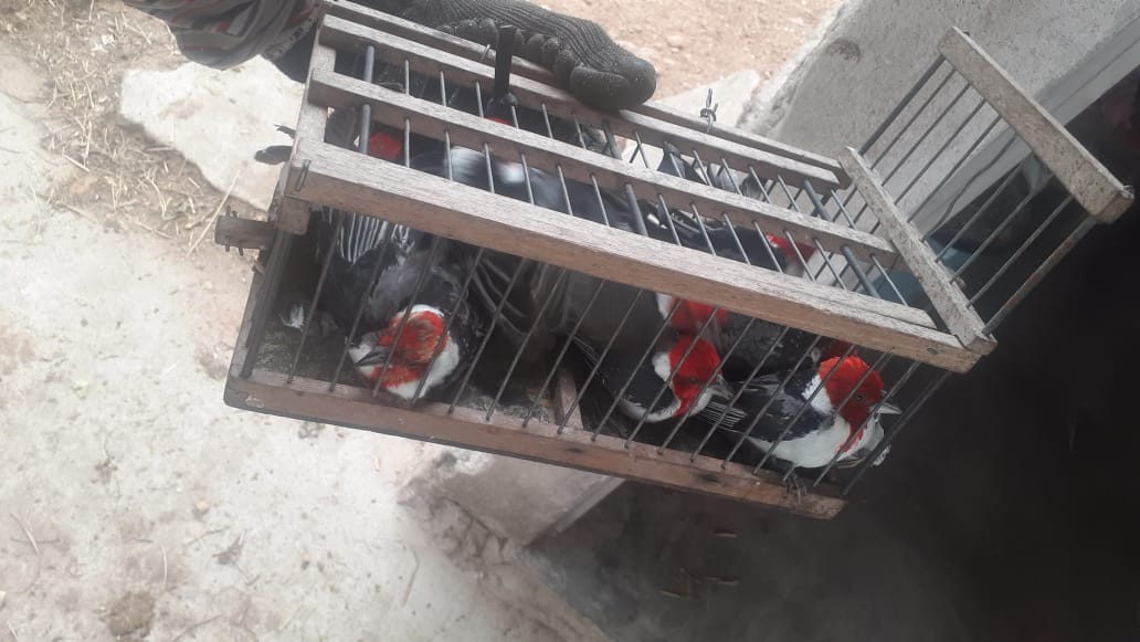 Aves silvestres são resgatadas em Alagoas durante operação nacional