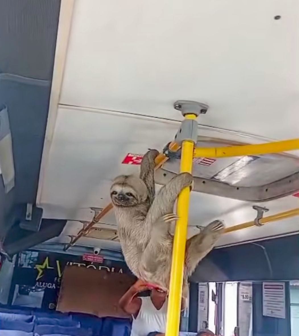 Bicho-preguiça é visto dentro de coletivo em Maceió e viraliza nas redes