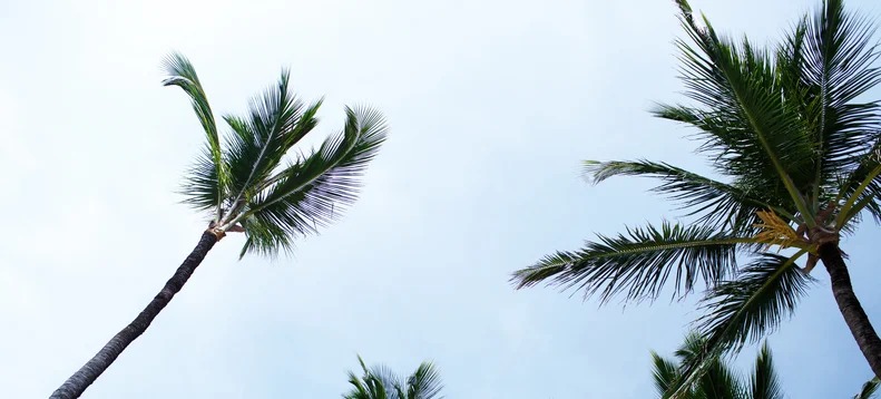 Defesa Civil alerta para ventos de até 70 km/h em AL a partir desta quinta-feira