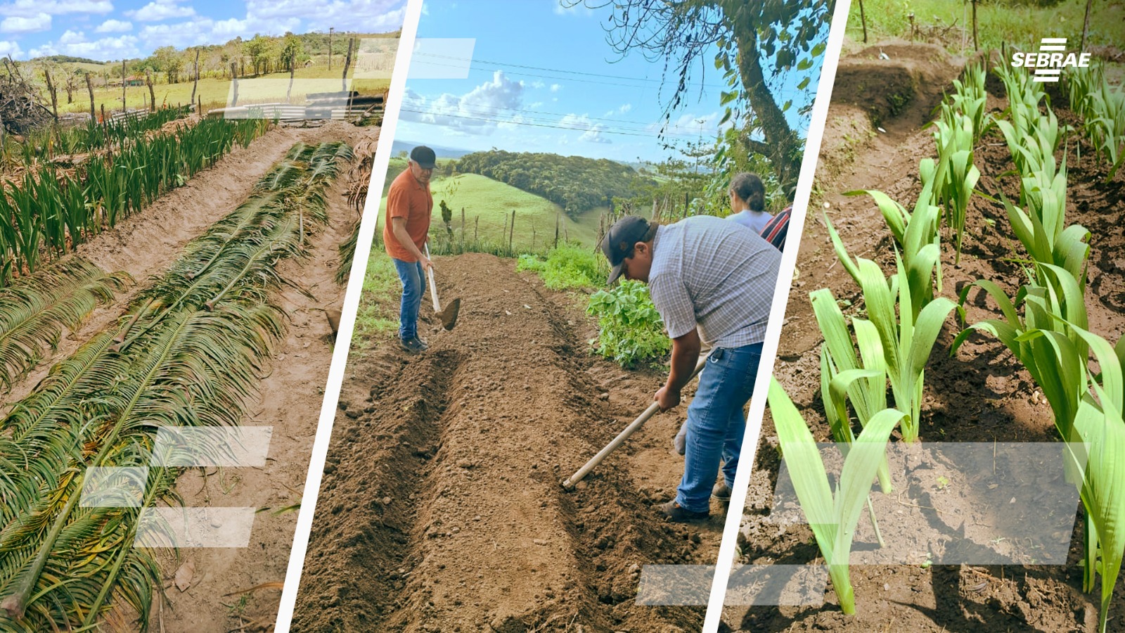Projeto de flores temperadas avança com 60 mil mudas vendidas e R$ 100 mil em receita