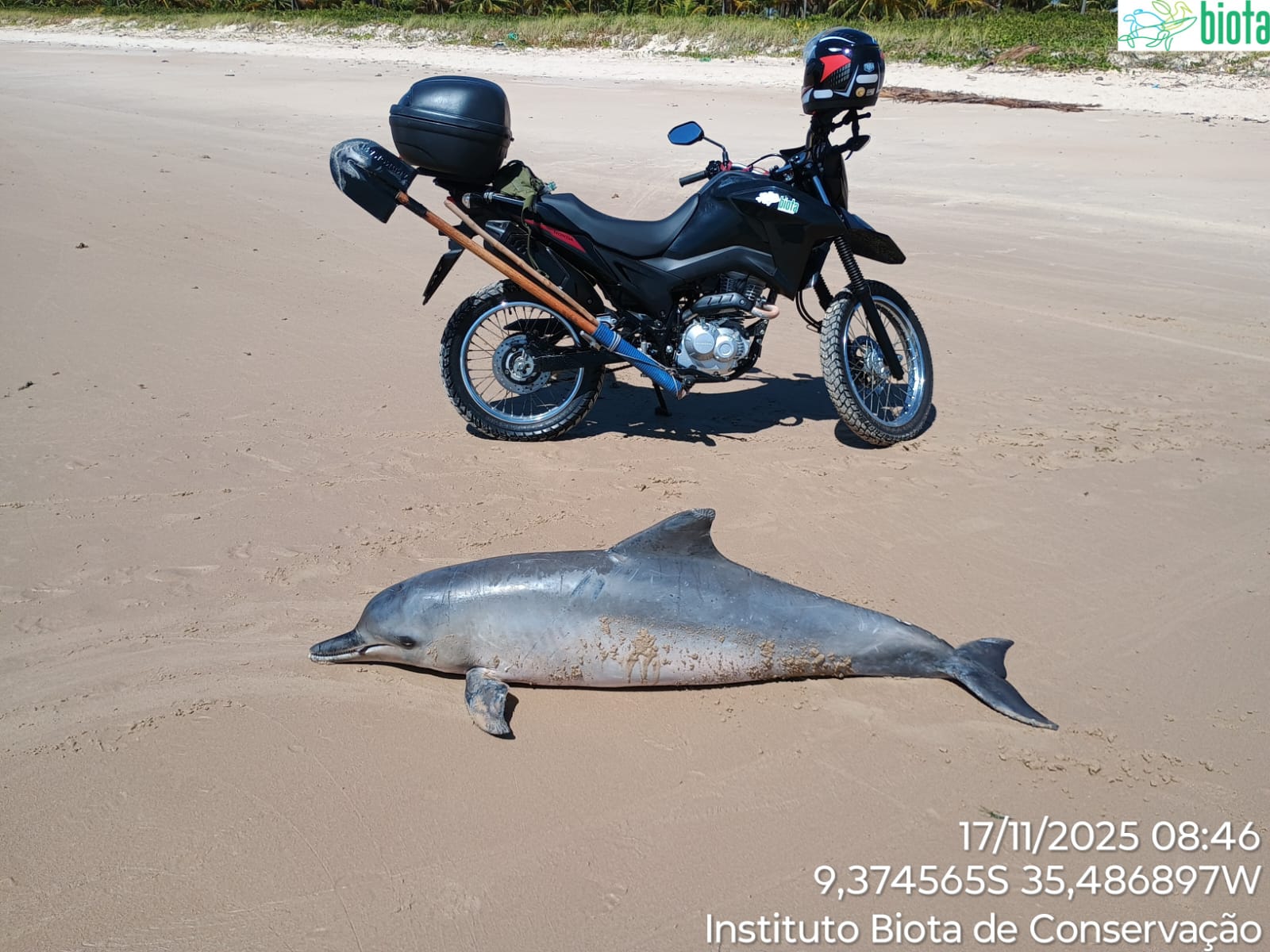 Boto-cinza aparece morto no litoral Norte de Alagoas; causa da morte será investigada