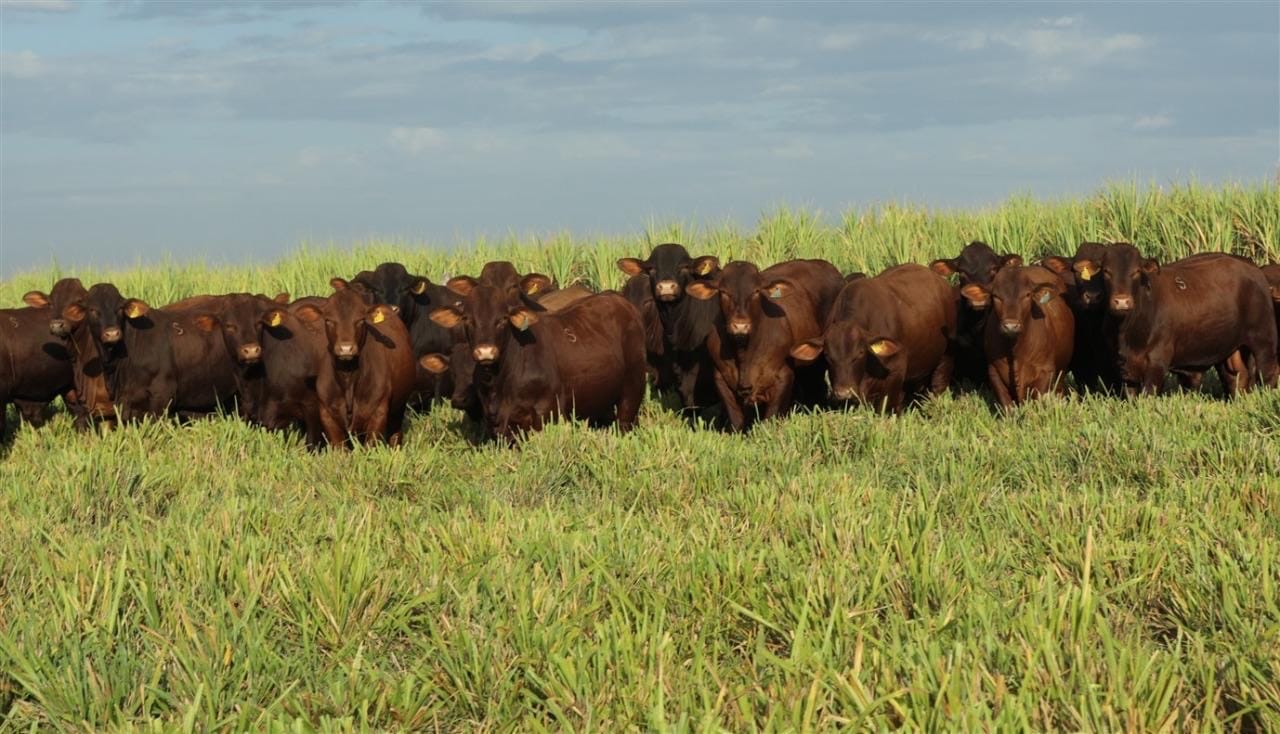 Pacote genético Santa Gertrudis da Fazenda Mangabeira reforça desempenho para cruzamento industrial