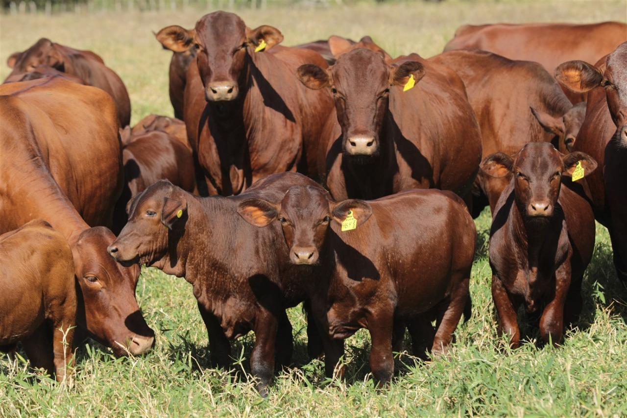 Lotes Santa Gertudris ficam à disposição para visitação técnica na Fazenda Mangabeira