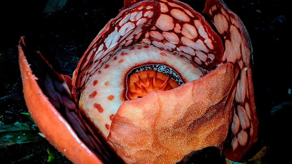 Flor gigante raríssima é encontrada em Sumatra após 13 anos de buscas