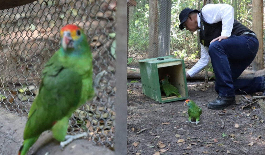 Papagaios Chauás entram na fase final de aclimatação antes da soltura em Alagoas