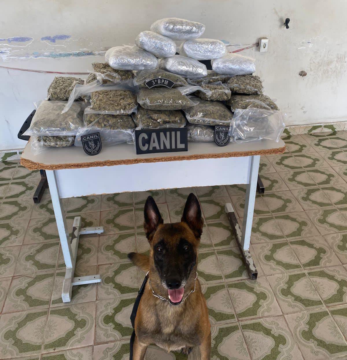 Polícia apreende mais de 10 kg de maconha dentro de ônibus em Arapiraca