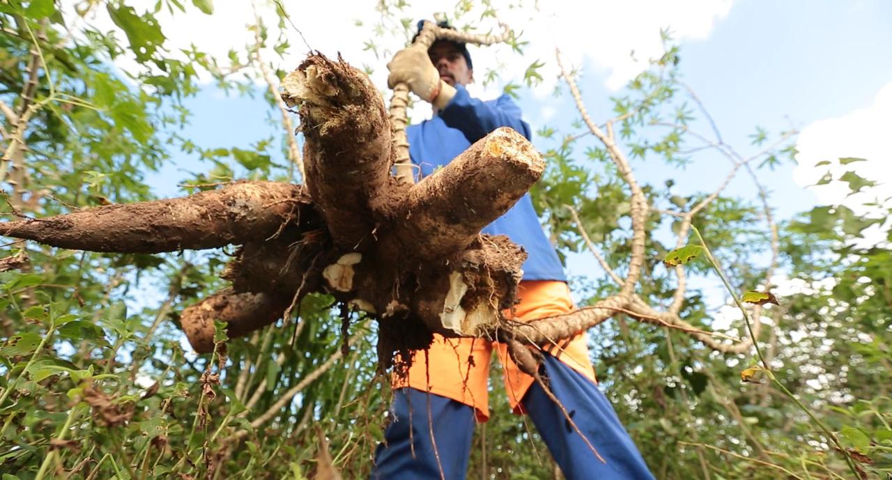 Banco do Nordeste amplia crédito para mandiocultura em AL e movimenta R$ 6,5 milhões em 2025