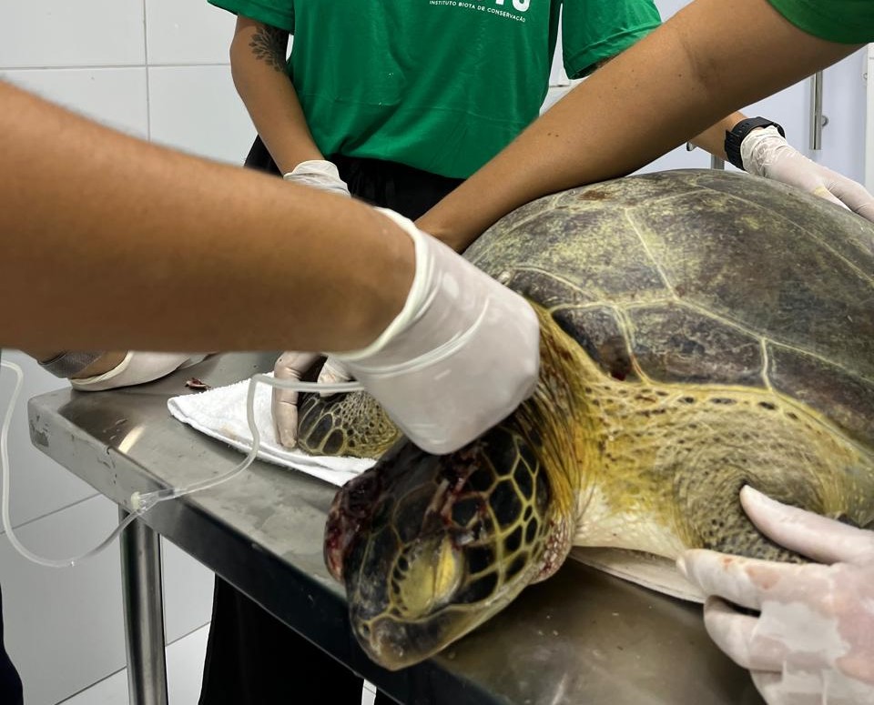 Tartaruga-verde é encontrada viva com sinais de violência em Maragogi