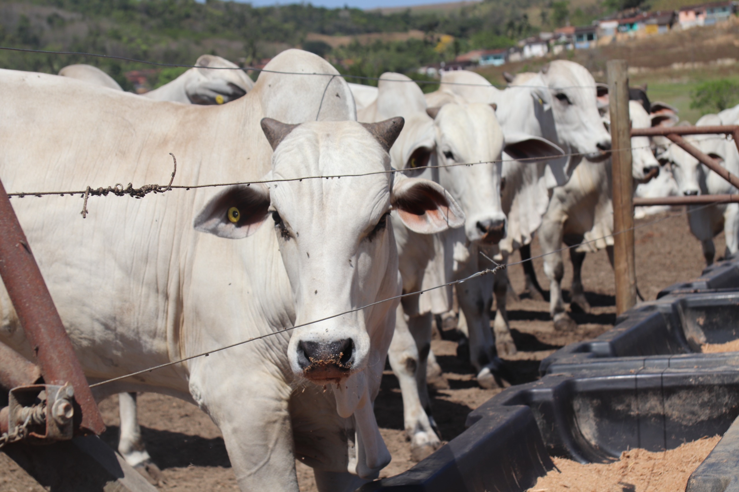 Brasil consolida carne bovina como ativo estratégico e registra recorde histórico de exportações
