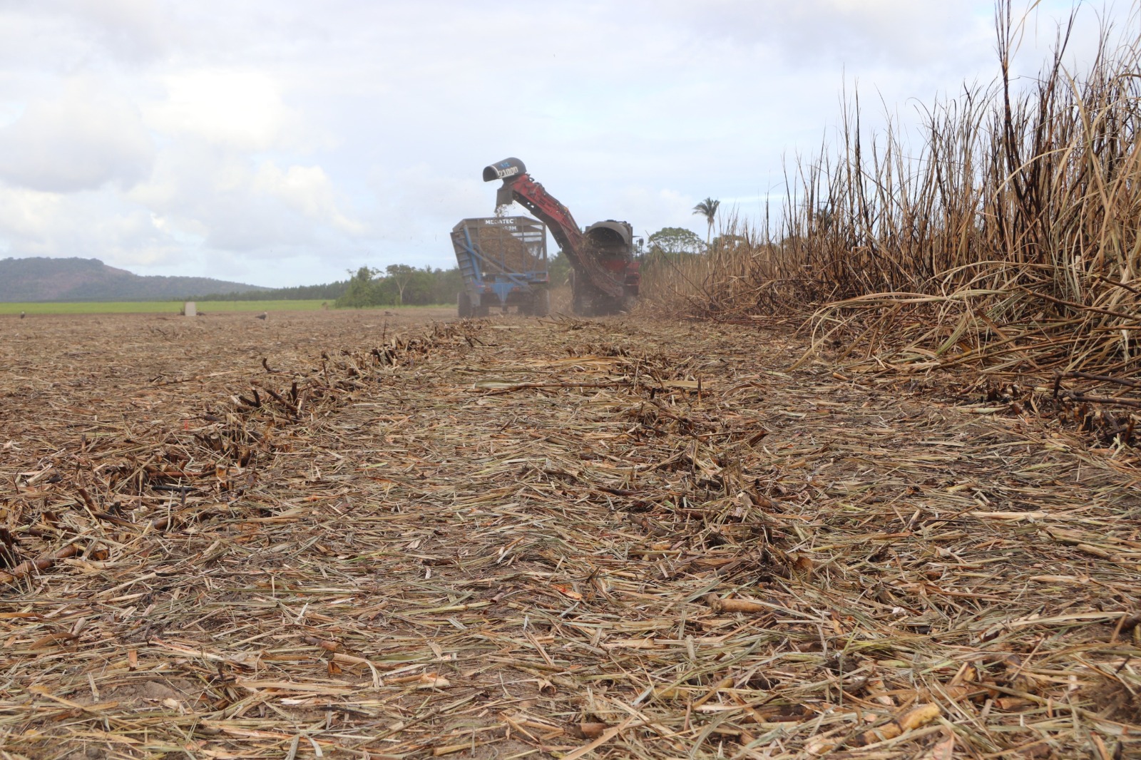 Estiagem prolongada desafia produtores de cana em Alagoas