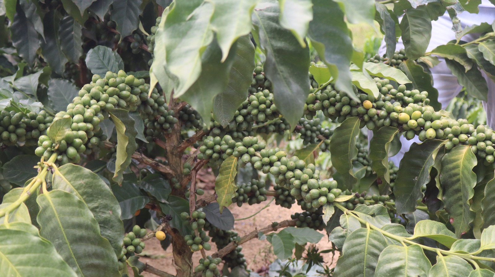 Café fecha em alta nas bolsas e mercado observa safra